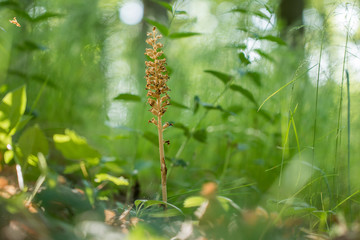 Bird's-nest orchid (Neottia nidus-avis) in the spring leafy forest