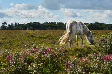 New Forest Pony grazing on healthand in National Park