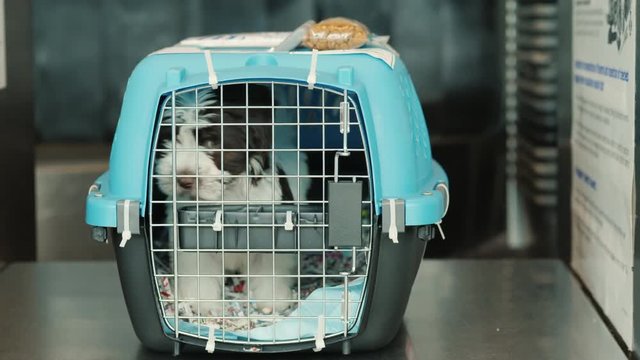 A container with a puppy, ready to be shipped by air.
