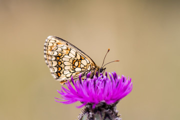 Heath fritillary (Melitaea athalia) on a blooming thistle