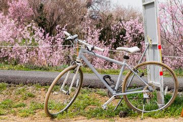 light grey vintage road bike / Bicycle parking beside road in hanamiyamapark with cherry blossom (sakura) background, in Fukushima, Tohoku area, Japan