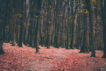 Autumn forrest. Yellow and red leafs on the ground