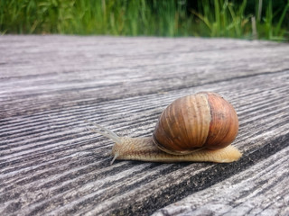 Weinbergschnecke Makro