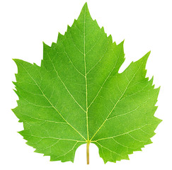 Fototapeta premium Grape leaf isolated with clipping path