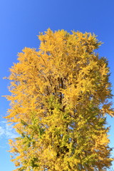 黄金色のイチョウ