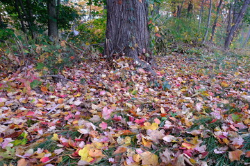 leaves to stump