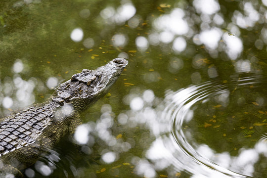 Floating crocodile on the river surface