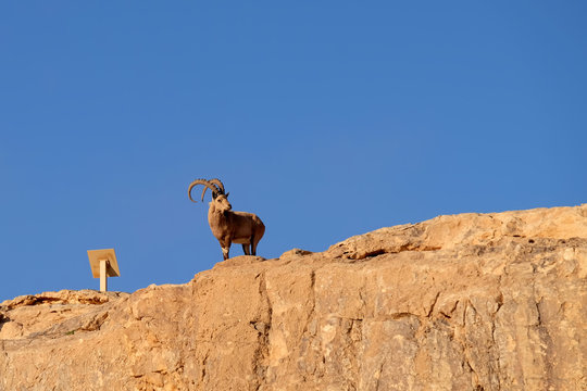 Wild ibex on rock cliff.
