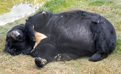 Asian black bear. Latin name - Ursus thibetanus. Also known as the Moon bear or White-chested bear