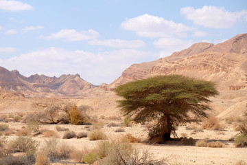Fototapeta na wymiar Negev desert scenic landscape.