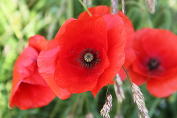 Jolie Coquelicot