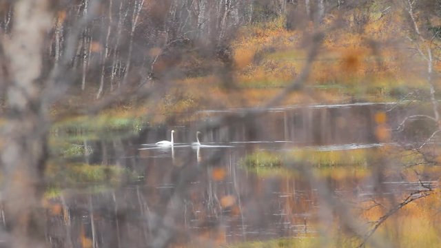 Spring in taiga. Pair of whooper swan (Cygnus cygnus) on peaceful wooded river. Birds are cautious and film made through mesh of branches
