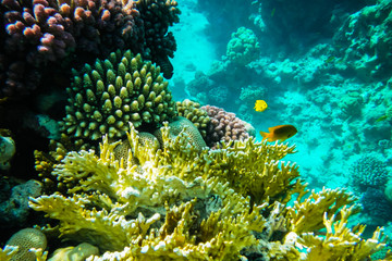 Plakat The underwater world of the red sea.....