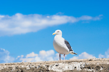 港のカモメと青空 / 北海道 小樽市の漁港