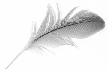 black and white feather 