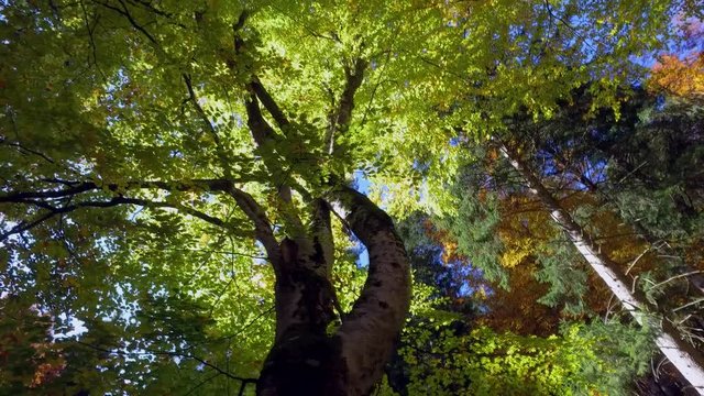 Video 4k - bosco in autunno - Valmasino (Italy)
