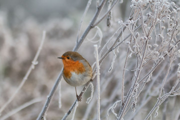 robin1