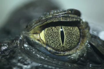 Photo sur Aluminium Crocodile crocodile eye