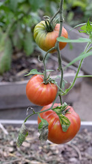 culture sous serre de la tomate