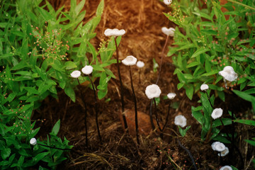 Mushrooms with the long white flowers of stem black. subject is blurred.