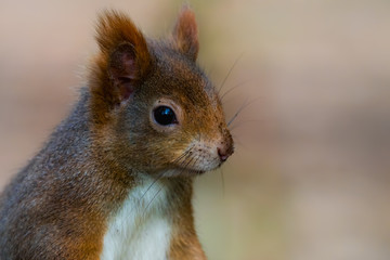 Naklejka na ściany i meble Portrait of a Eurasian red squirrel