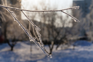 tree branch in the frost
