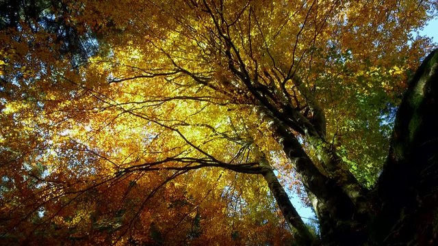 Video 4k - bosco in autunno - Valmasino (Italy)