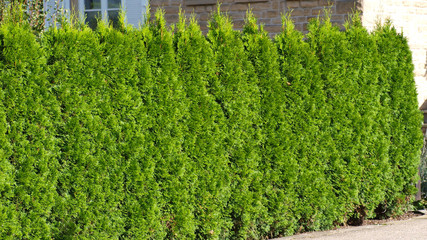 Hecke, Thuja