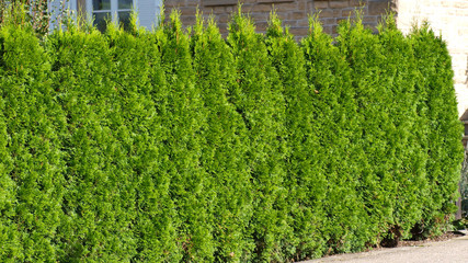 Hecke, Thuja