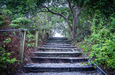 Obraz premium Stair Pathway leading up through trees