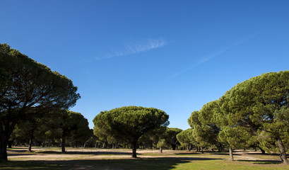 Obraz premium Pinède à Alfarim, Sesimbra, Portugal