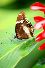 Obraz na płótnie Canvas Monarch butterfly on Leaves