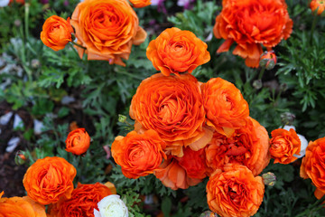 Beautiful bright orange flowers