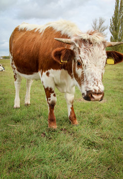 Kuh, Kühe, Rinder auf der Weide 