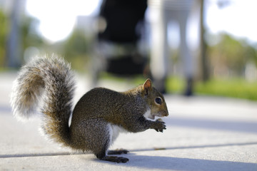 Squirrel eating a peanut