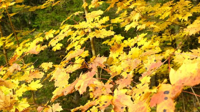 Maple yellow leaves in autumn and the rays of the blinding sun