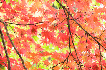 紅葉を見上げる / 秋の北海道