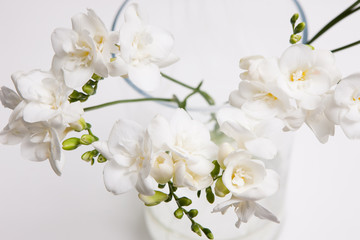 Fototapeta na wymiar Blossom background of white orchid in vase on light backdrop, close up. Floristics art, tenderness and purity in decoration, luxury gift concept