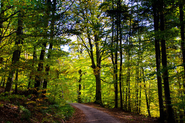 Obraz premium herbstlicher Schwarzwald