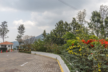 Grown trees on both side of the road. Stop cutting trees and benefit the environment and nature.