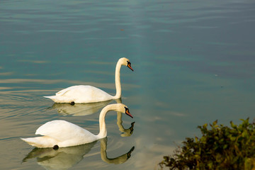A pair of swans swim on a river
