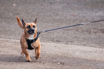 Dog walking on leash