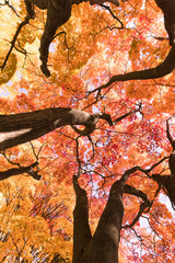 紅葉を見上げる / 秋の北海道