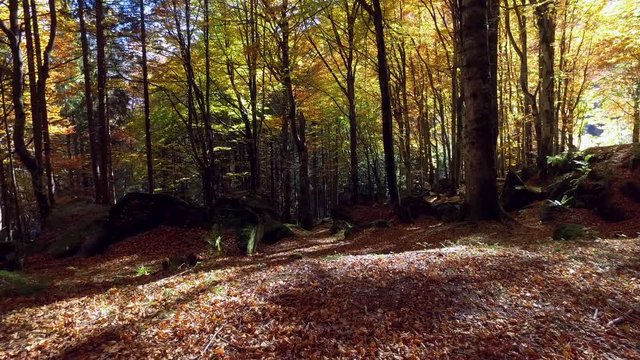 Video 4k - bosco in autunno - Valmasino (Italy)