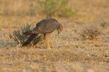 Female Pale Chanting Goshawk hunting for food on ground in the Kalahari