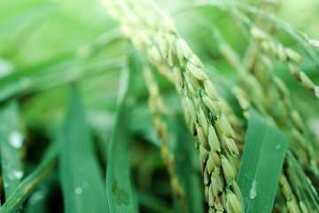 rice leaf on nature background..
