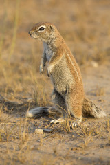 One Ground Squirrel looking for food in dry Kalahari sand
