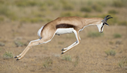 Young springbok male prancing on a plain in the Kgalagadi - obrazy, fototapety, plakaty