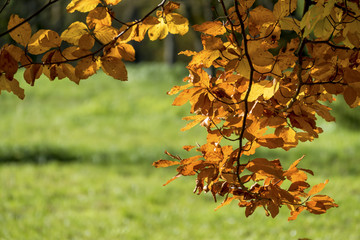a leaf in the autumn