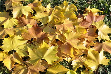 background with yellow autumn maple leaves autumn in the park